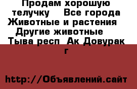 Продам хорошую телучку. - Все города Животные и растения » Другие животные   . Тыва респ.,Ак-Довурак г.